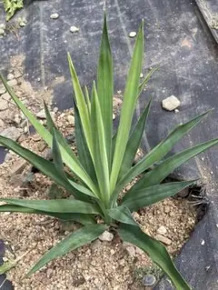 耐寒性 ユッカ レクルビフォリア A キミガヨラン 観葉植物　サムネイす-7-1.jpg