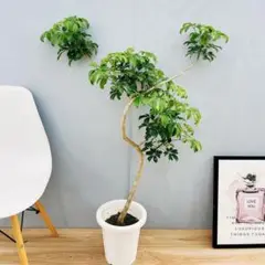 大型　希少　シェフレラ　マルコ　曲がり仕立て　10号　バルーン陶器鉢　植え込み 大型 希少 シェフレラ マルコ 曲がり仕立て 10号 バルーン陶器鉢