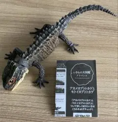 アカメカブトトカゲ　ダークブラウン