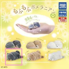 もふもふポメラニアン ふて寝A 黒ポメ