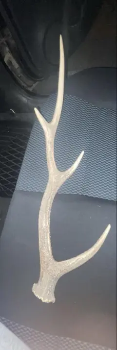 鹿の角