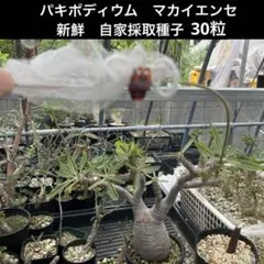 自家採種した超新鮮な パキポディウム 白花 恵比寿笑い の種子