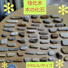 けいかぼく 珪化木 木化石 ペトリファイドウッド コケリウム ボトリウム