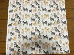 36.柴犬