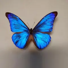 南米のチョウ レテノール モルフォ