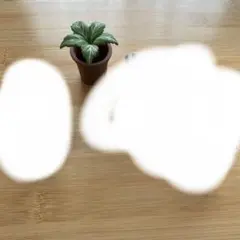 ハリーポッター　ガチャガチャ　マンドレイク