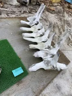 激レア コビレゴンドウ 脊椎 鯨 骨 NO.6 激レア コビレゴンドウ 脊椎 NO.6 鯨 骨 歯 クジラ くじら