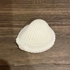貝殻　穴あり