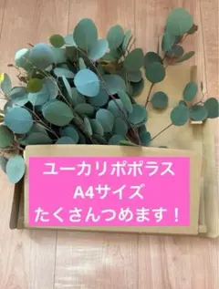 ユーカリポポラス　ドライリーフ