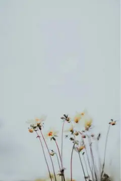 ゆい様専用