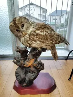 【最終値下げ】フクロウの剥製 ふくろう 剥製 高さ53cm - メルカリ