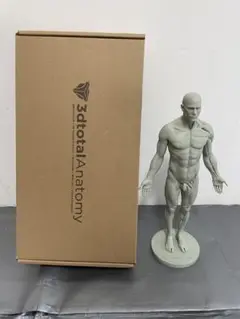 アナトミー 人体模型 フィギュア 女性 Ver.2-A Female 中古品 Amazon.co.jp: フィギュア アナトミー 人体模型 女性Ver.2-A