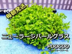 【送料無料】ニューラージパールグラス(水上葉、無農薬、スネールなし)