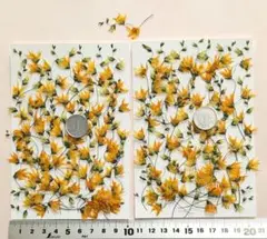 押し花メラスフェルラ