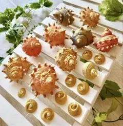 豪華にに装飾されたサザエのインテリア貝殻のセット。バスルームや海のインテリアに