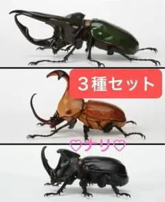 3種セット　いきもの大図鑑かぶとむし06　生き物　昆虫　フィギュア