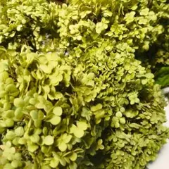 【ドライフラワー】アナベル白 ドライフラワー 宅急便100サイズ
