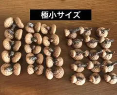 北海道　レッドオーク　どんぐり帽子　　双子15組　変わり帽子15個
