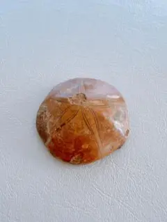 ヒトデ化石 海洋生物の古代化石 グラウンディングのサポートに レア一点物