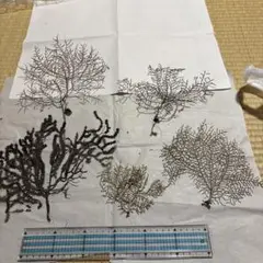 深海植物　まとめ売り6-15