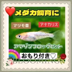 メダカ飼育一式セット♡おもり10個付き アナカリス メダカ 金魚 エビ