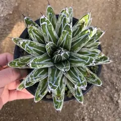 agave アガベ 笹ノ雪 極氷山 白覆輪虎斑 agave アガベ 笹ノ雪 極氷山 白覆輪虎斑 観葉植物