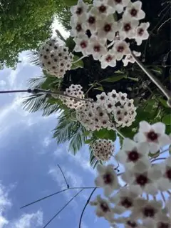 綺麗な花❤️ 写真❤️ハガキサイズです