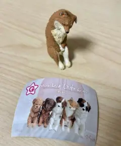 犬　ミニチュアフィギュア ガチャ　いっしょにねんね　わんこ　しばいぬ　柴犬