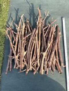 オリーブ枝30〜40センチ指太