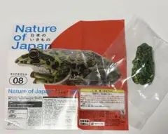 Nature of Japan 日本のいきもの モリアオガエル