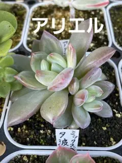 多肉植物 アリエル 繁殖木 抜き苗