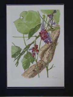 小磯良平/植物画・オオバナセツコク/サイン入り/額付 Yahoo!オークション -「小磯良平 (植物 花 薬用 武田 株主)」の