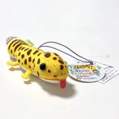 レオパのきいちゃん