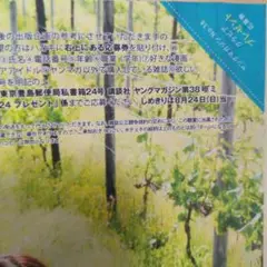 ヤングマガジン38号　プレゼント応募券