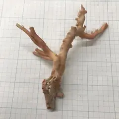 珊瑚 原木