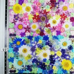 押し花素材　N887 ノースボール ビオラ 紫陽花　バーベナ 小花　 押し花