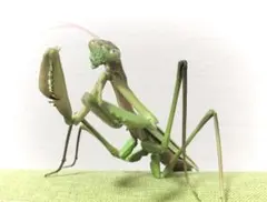 いきもの大図鑑アドバンス　カプセル版　オオカマキリ（緑色型）昆虫　ガチャ