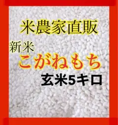 農家直販 最高級品 令和4年 こがねもち もち米 新米 5kg 餅米