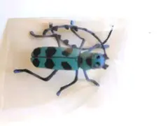 チョコエッグ　ルリボシカミキリ