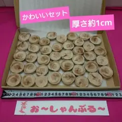 流木セットno.83