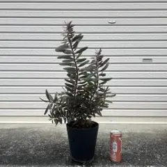 ‼️再値下げ‼️希少品種‼️リューカデンドロン　デュリフ① ポットごと発送 黒リューカデンドロン 『デュリフ -Durif-』 オーストラリアン