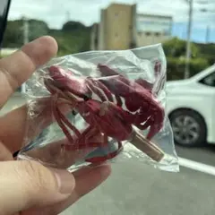 みずべのなかま　自然にあつまれ！　ザリガニ