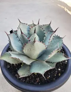 オバティフォリア　鉢植えのまま発送 オバティフォリア 鉢植えのまま発送 - $66.66 | Otsukai.com