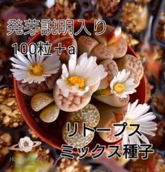 リトープス ミックス 種子 100粒 +a 発芽説明入り