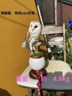 2025年最新】猛禽類パーチの人気アイテム - メルカリ