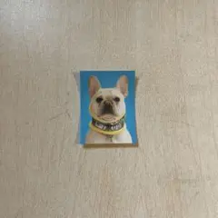 赤の他人の犬　証明写真　ガチャ　フレンチ　ブルドッグ