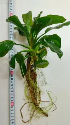 最終価格　エキノドルスspオパクス　サンカルロス産　水中葉　９株 エキノドルスspオパクス サンカルロス産 水中葉 9株