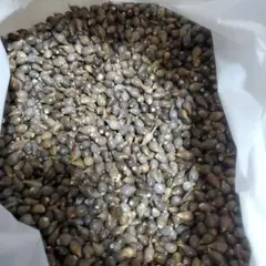 数珠玉 ジュズダマ 1kg+予備100g