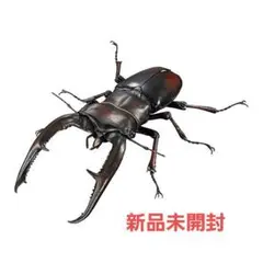 マンディブラリスフタマタクワガタ　赤褐色　いきもの大図鑑アドバンス　新品未開封