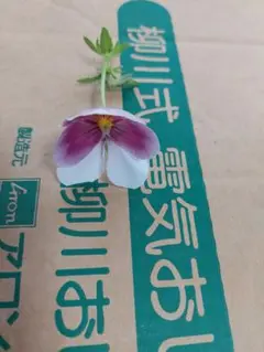 2025年最新】柳川式電気おし花器の人気アイテム - メルカリ